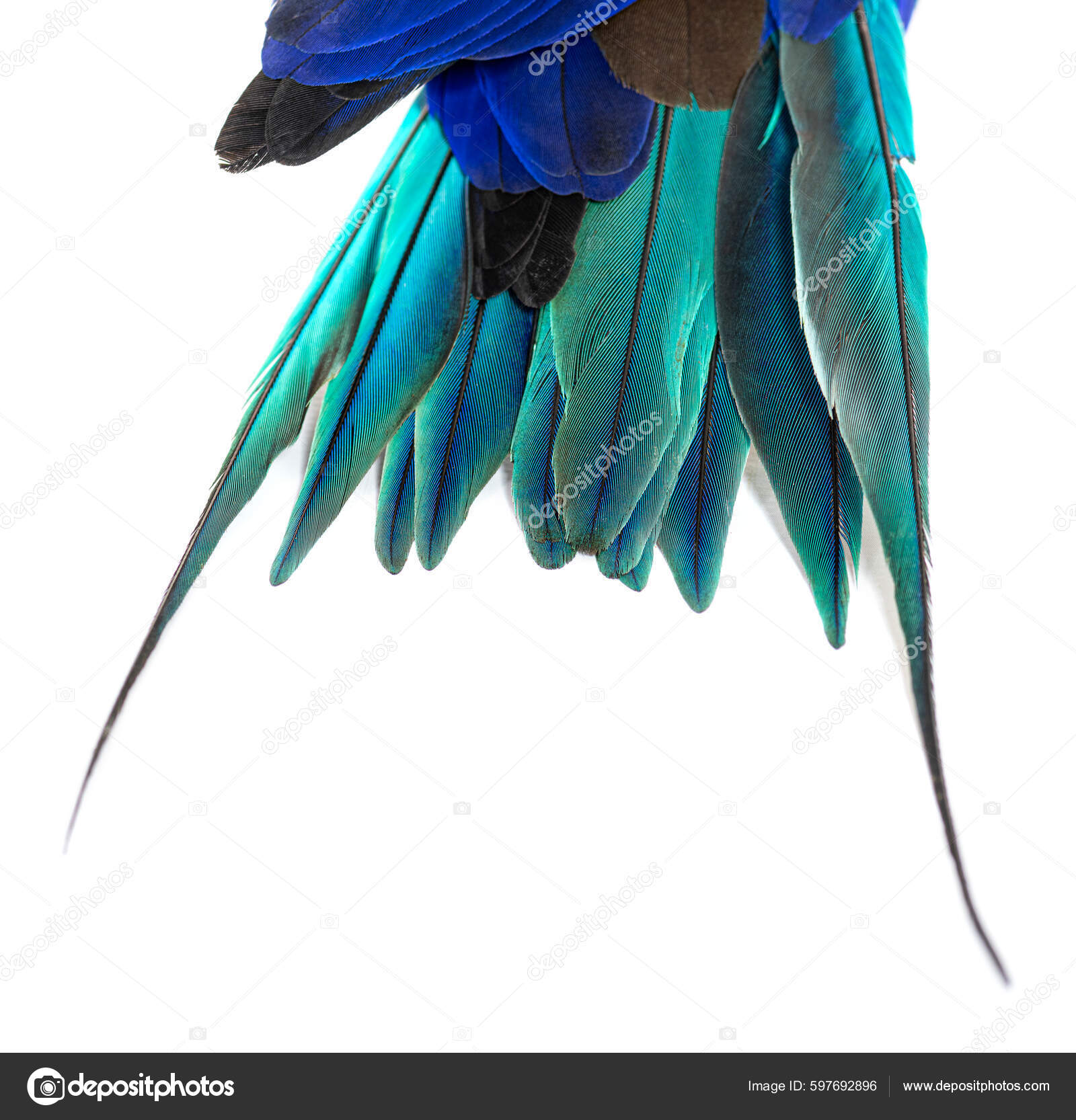 Details Macro Blue Feathers Blue Bellied Roller Bird Coracias